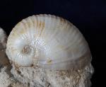 Otostoma retzii (NILSSON 1827) - Bild © FossNet FossilienStore